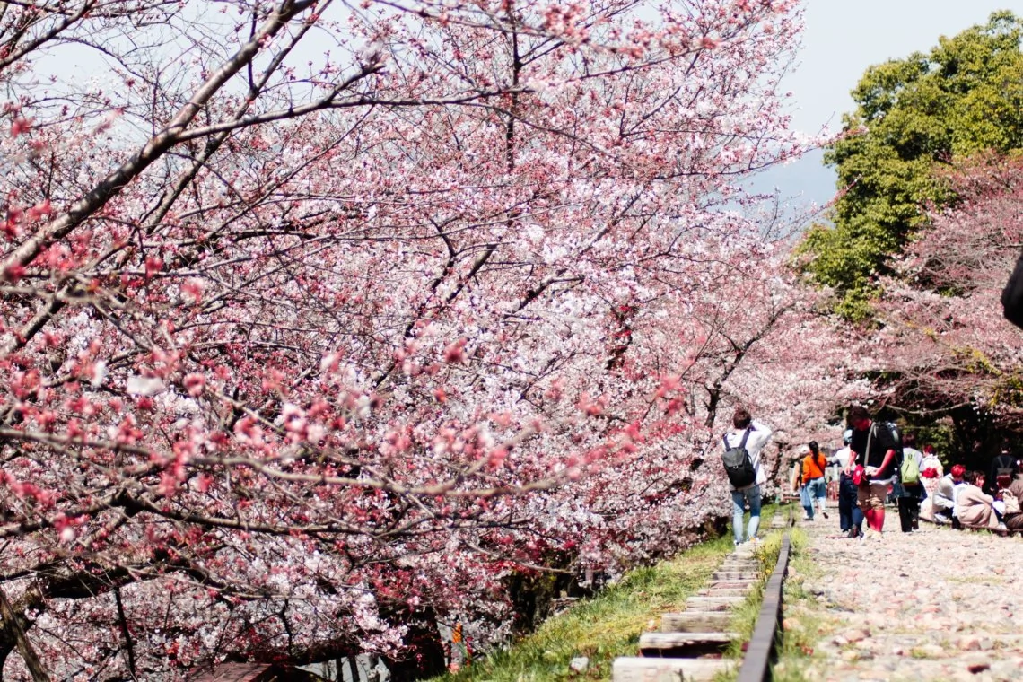 Cerisiers en fleurs au-dessus d'un canal traditionnel à Kyoto au printemps