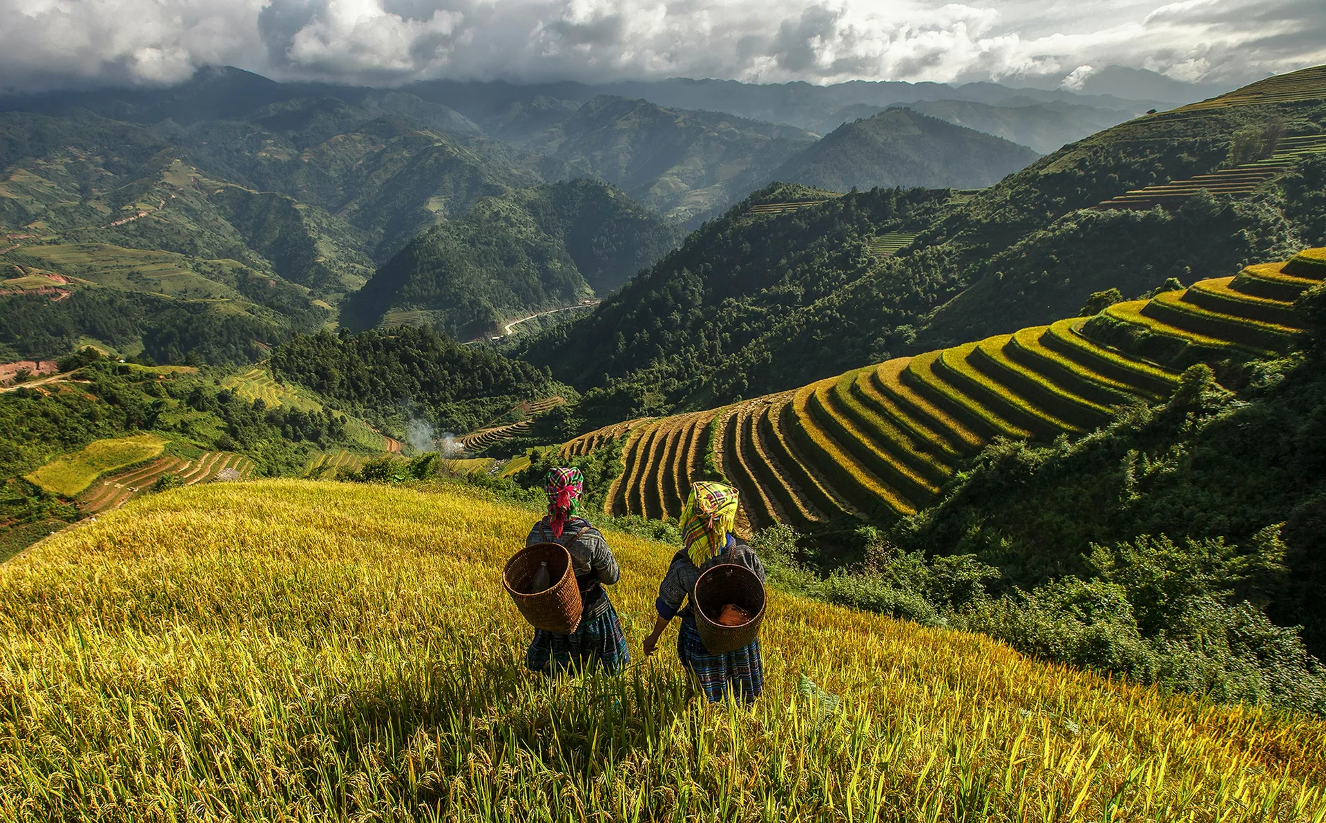 Vue panoramique des rizières en terrasses verdoyantes dans la vallée de Muong Hoa au Vietnam