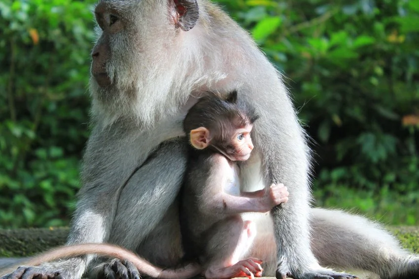 Macaque dans la forêt sacrée des singes à Ubud