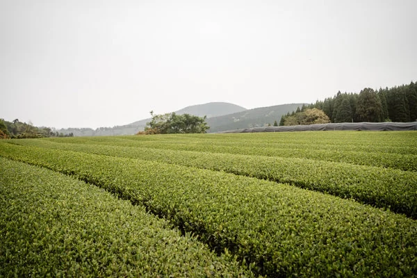 Champs de thé verdoyants à Kagoshima, Japon