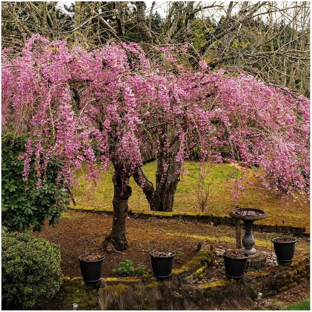 Cerisier pleureur Shidare-zakura avec ses branches tombantes chargées de fleurs roses.