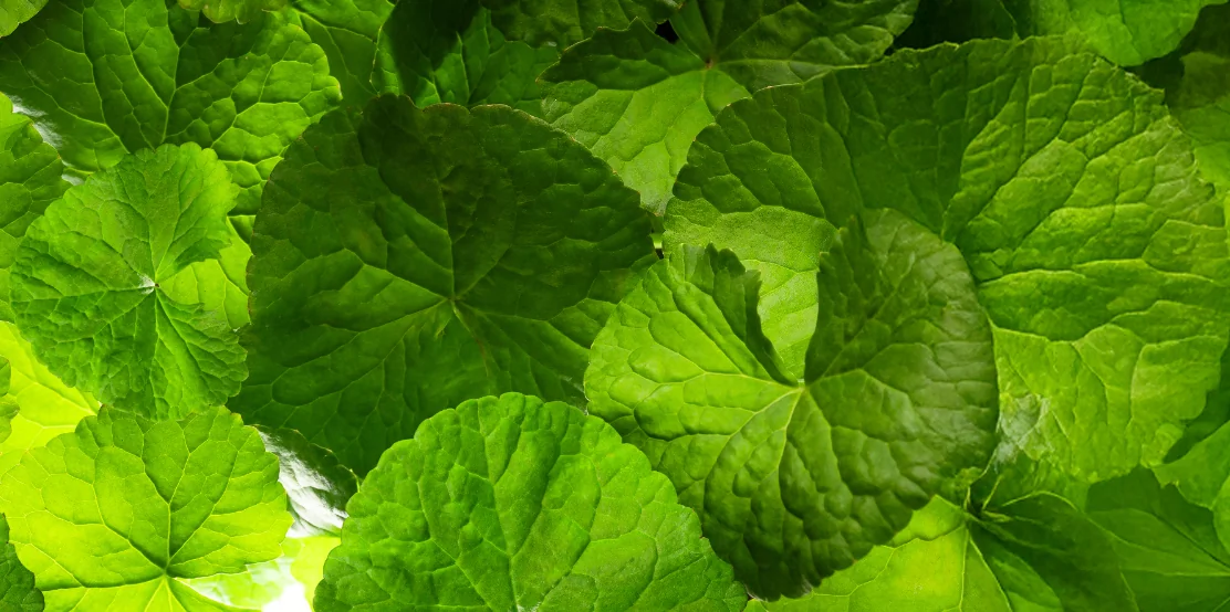 Feuilles de Centella Asiatica, ingrédient apaisant du skincare coréen peau sensible