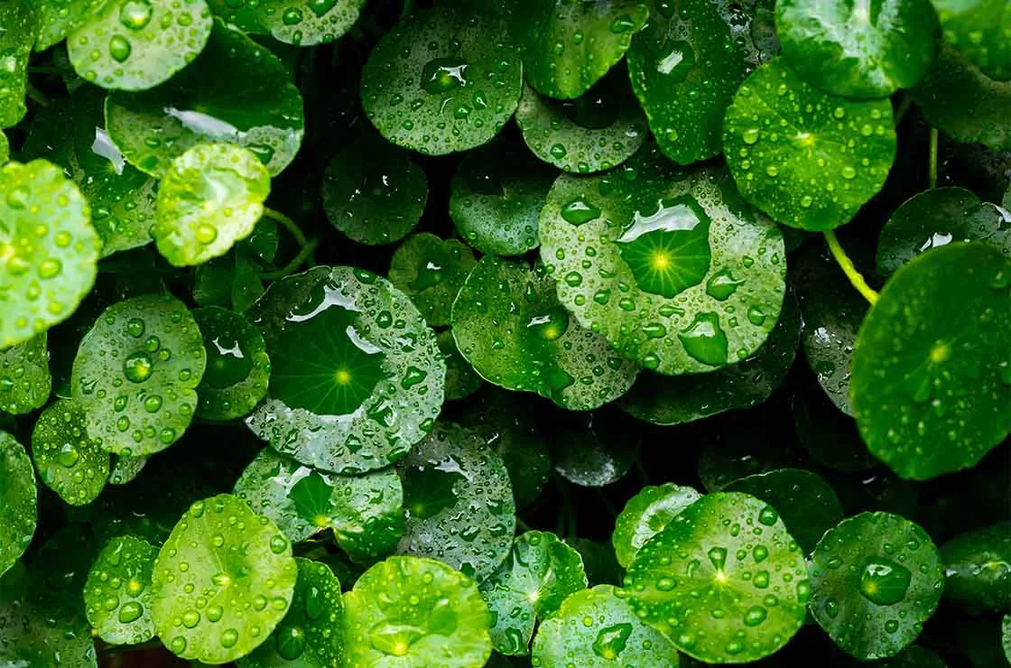Feuilles de Centella Asiatica, ingrédient phare du layering coréen pour apaiser la peau.