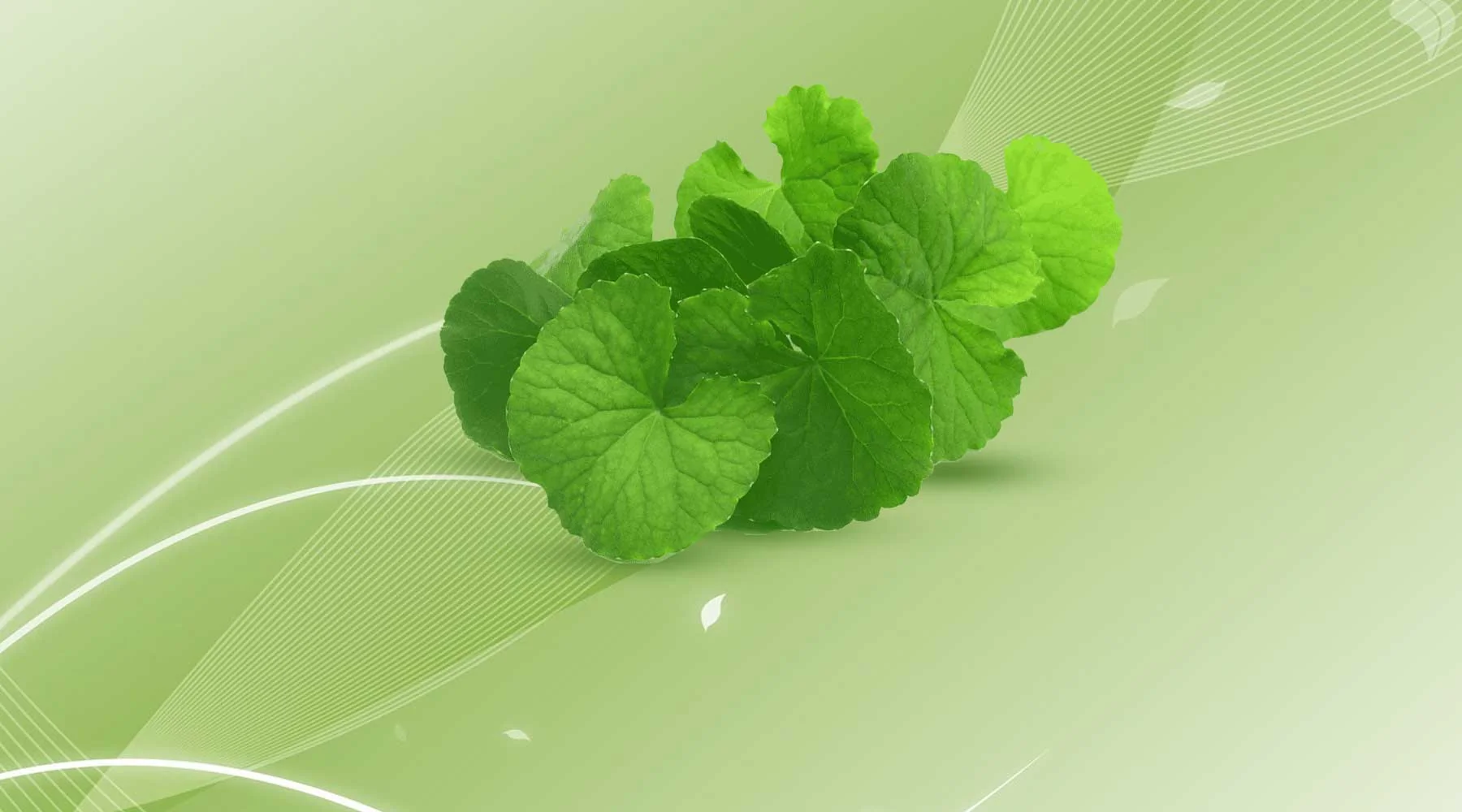 Feuilles de Centella Asiatica pour le skincare coréen anti-acné.