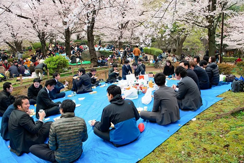 Groupe d'amis faisant un pique-nique Hanami sous les cerisiers en fleurs au Japon.