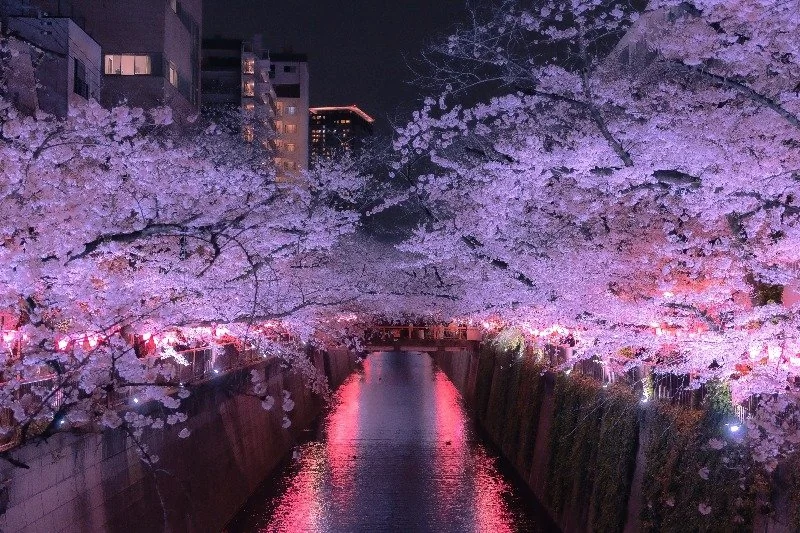 Illuminations nocturnes des cerisiers bordant la rivière Meguro à Tokyo.
