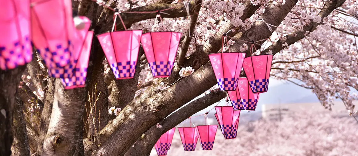 Cerisiers en fleurs au Japon bordant une rivière lors de la saison du Hanami