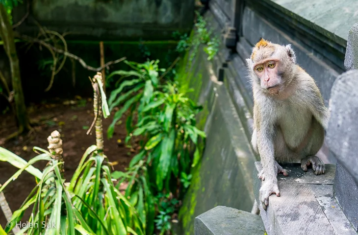 Macaque sur la plage de Padang Padang à Bali
