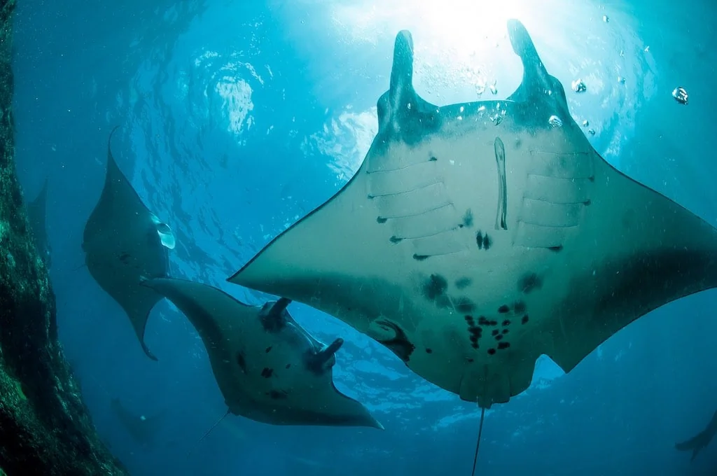 Snorkeling avec des raies manta à Nusa Penida pendant un itinéraire bali 10 jours